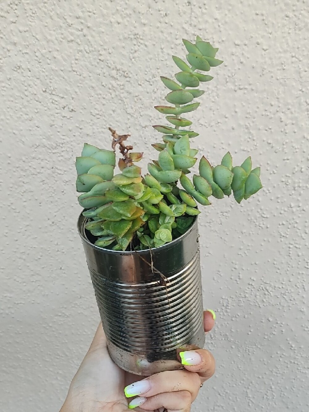Green Succulent Plant in Silver Tin Planter - Unbranded - Picture 2 of 6
